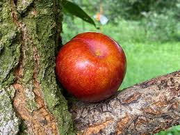 Attēlu rezultāti vaicājumam “Rosa subcanina fruit”