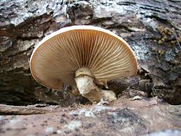 Attēlu rezultāti vaicājumam “Pholiota heteroclita”