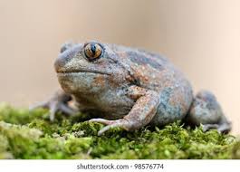 Attēlu rezultāti vaicājumam “Pelobates fuscus”