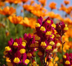 Attēlu rezultāti vaicājumam “Linaria loeselii flower”