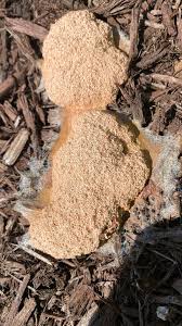 Attēlu rezultāti vaicājumam “Cribraria cancellata var. fusca stalked”