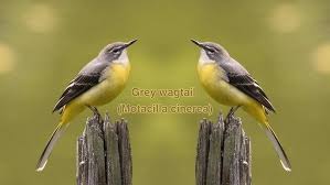 Attēlu rezultāti vaicājumam “Motacilla cinerea”