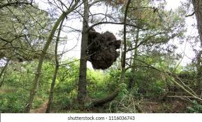 Attēlu rezultāti vaicājumam “Taphrina betulina”