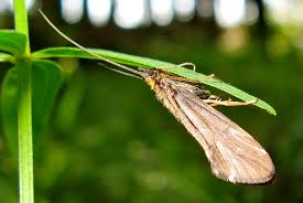 Attēlu rezultāti vaicājumam “Anacampsis blatariella”