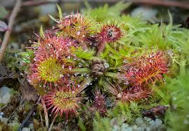 Image result for Drosera