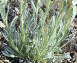 Attēlu rezultāti vaicājumam “Cribraria oregana”