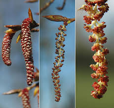 Attēlu rezultāti vaicājumam “Populus x canadensis male flower”