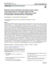 Image result for Acroteriobatus blochii