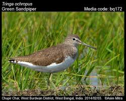 Attēlu rezultāti vaicājumam “Tringa ochropus”