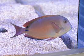 Image result for Acanthurus blochii