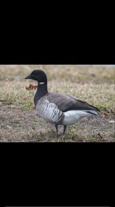 Attēlu rezultāti vaicājumam “Branta bernicla”