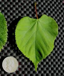 Attēlu rezultāti vaicājumam “Tilia cordata leaf”
