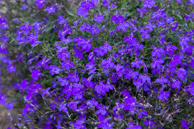 Attēlu rezultāti vaicājumam “Lobelia erinus flower”