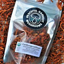 Attēlu rezultāti vaicājumam “Cordyceps militaris”