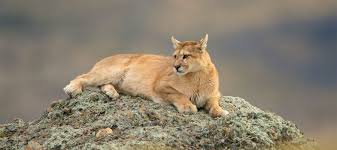 Image result for Craigmount Cougars