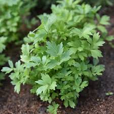 Attēlu rezultāti vaicājumam “Levisticum officinale”