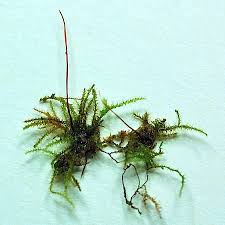 Attēlu rezultāti vaicājumam “Campylophyllum calcareum”