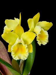 Attēlu rezultāti vaicājumam “Retinia resinella exuvia”