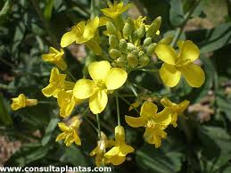 Attēlu rezultāti vaicājumam “Sinapis alba leaf”