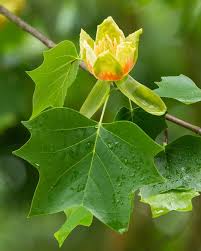Attēlu rezultāti vaicājumam “Liriodendron tulipifera leaf”