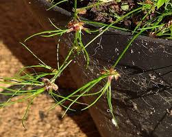 Attēlu rezultāti vaicājumam “Juncus bulbosus”