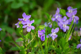 Attēlu rezultāti vaicājumam “Viola reichenbachiana flower”