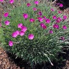Image result for Dianthus