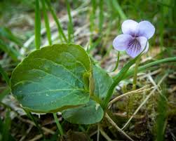 Attēlu rezultāti vaicājumam “Viola palustris leaf”