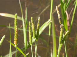 Attēlu rezultāti vaicājumam “Stemonitopsis aequalis (var. aequalis) macro”