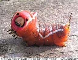 Attēlu rezultāti vaicājumam “Cerura vinula larva”