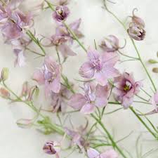 Image result for Delphinium consolida