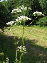Attēlu rezultāti vaicājumam “Chaerophyllum aromaticum”
