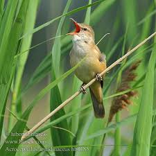 Attēlu rezultāti vaicājumam “Acrocephalus arundinaceus adult”