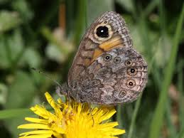 Attēlu rezultāti vaicājumam “Lasiommata petropolitana upperside”