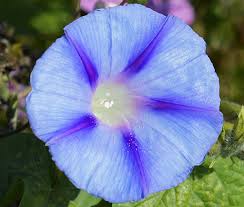 Image result for Ipomoea purpurea
