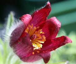 Image result for Pulsatilla