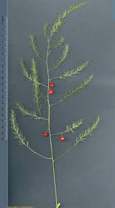 Attēlu rezultāti vaicājumam “Asparagus officinalis”