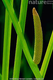 Attēlu rezultāti vaicājumam “Acoraceae”