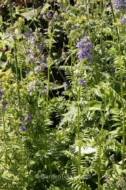 Attēlu rezultāti vaicājumam “Polemonium caeruleum leaf”