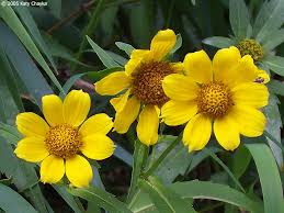 Attēlu rezultāti vaicājumam “Bidens cernua flower”