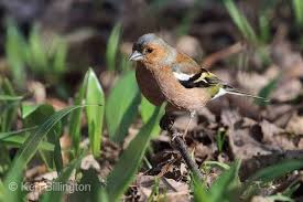 Attēlu rezultāti vaicājumam “Fringilla coelebs”
