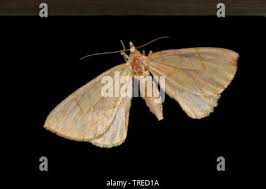 Attēlu rezultāti vaicājumam “Eulithis pyraliata”