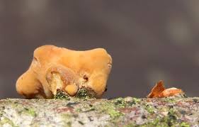 Attēlu rezultāti vaicājumam “Macrotyphula fistulosa”