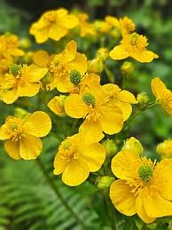 Attēlu rezultāti vaicājumam “Ranunculus elatior”