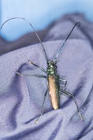 Attēlu rezultāti vaicājumam “Cerambycidae”