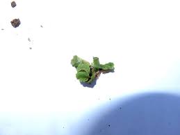 Attēlu rezultāti vaicājumam “Barbilophozia lycopodioides macro”