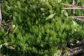 Attēlu rezultāti vaicājumam “Dicranum spurium”