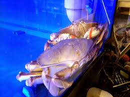 Image result for Metacarcinus magister