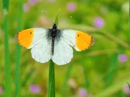 Attēlu rezultāti vaicājumam “Anthocharis cardamines”