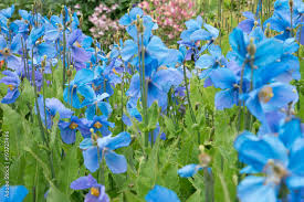 Image result for Meconopsis betonicifolia